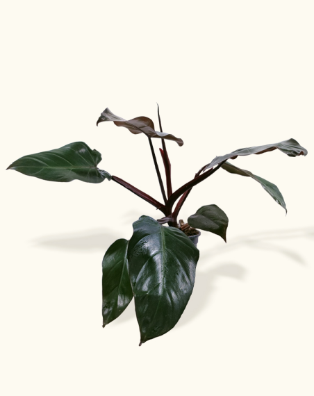 copy of Philodendron El Choco Red - L