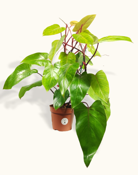 Philodendron Painted Lady - XL