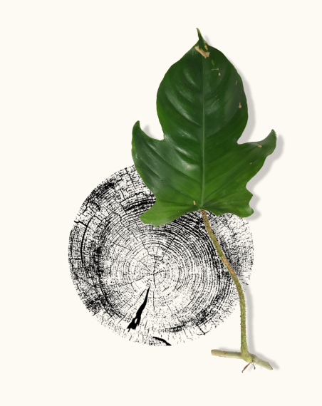 Philodendron Squamiferum - Bouture