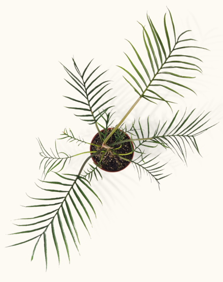 Philodendron Tortum - L