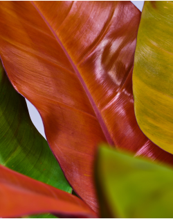 Philodendron Prince of Orange