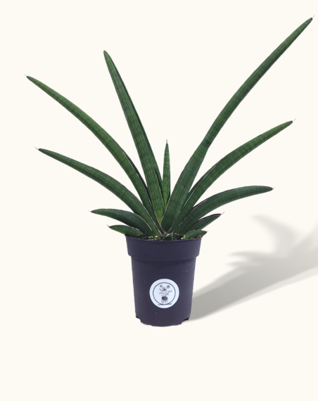 Sansevieria 'Tiara Grand Gazelle' - L
