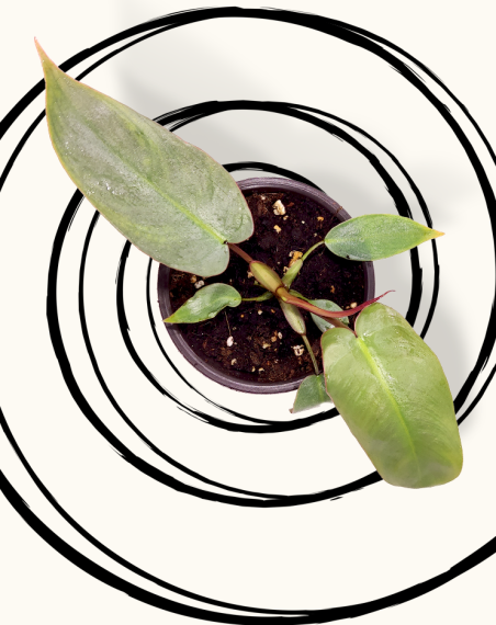 Philodendron Atabapoense - Bébé...