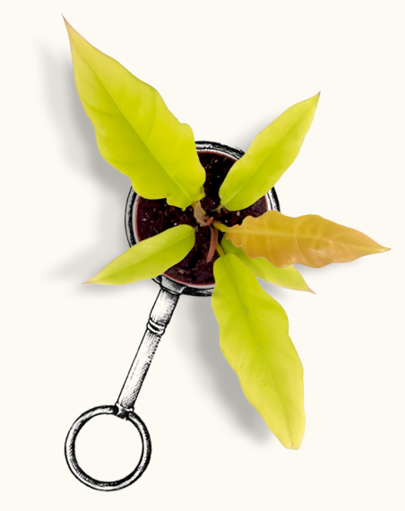 copy of Philodendron Golden...