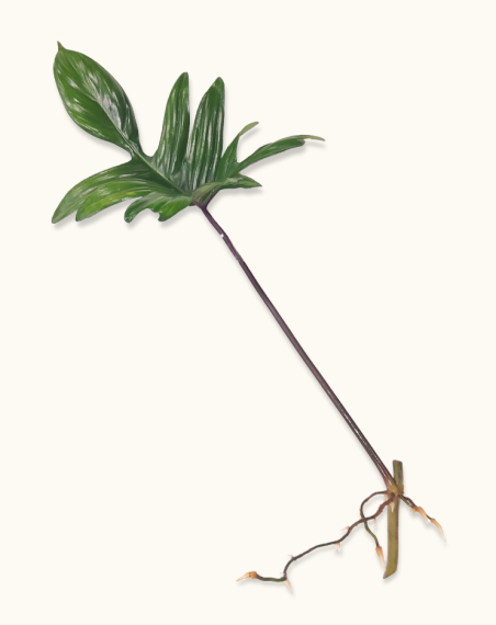 Philodendron Pedatum - Cutting