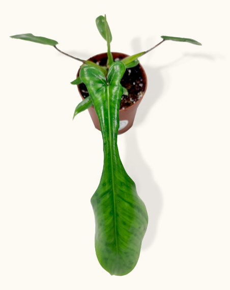 copy of Philodendron Joepii - Baby...