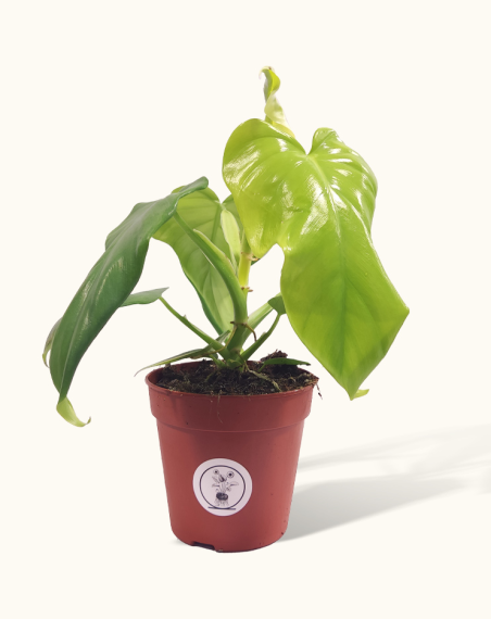 Philodendron Bipennifolium Aurea /...