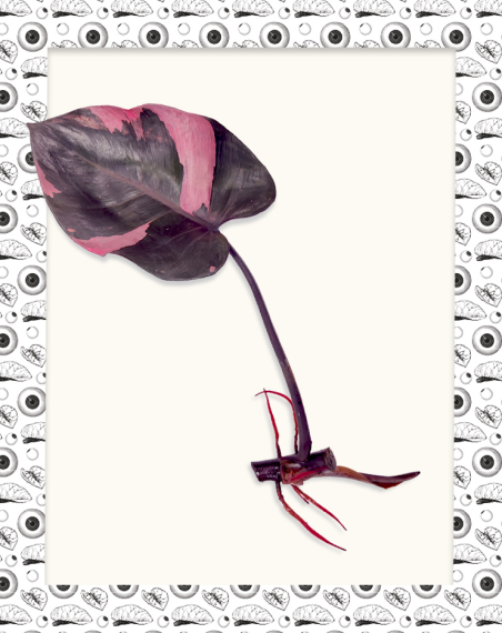 Philodendron Pink Princess - Bouture
