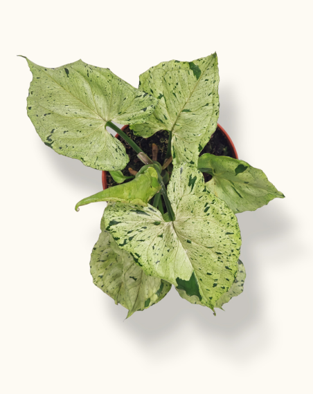 copy of Syngonium Panda - M