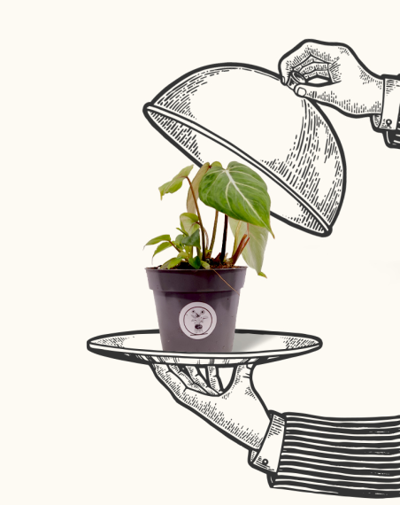 Philodendron Gloriosum Dark Form -...