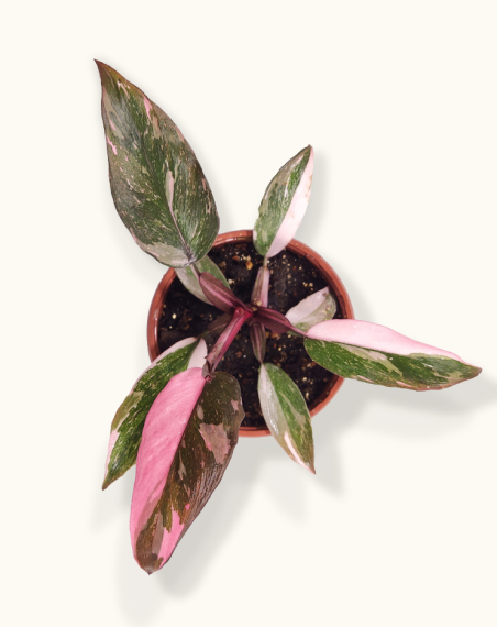 Philodendron Pink Princess Marble - M