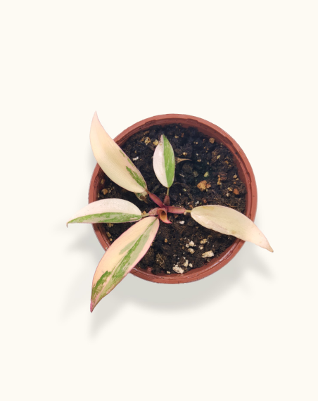 Philodendron Strawberry Shake -...