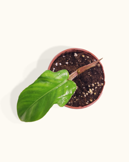Philodendron Squamiferum - Bébé...