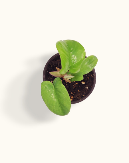 copy of Philodendron Tortum - M