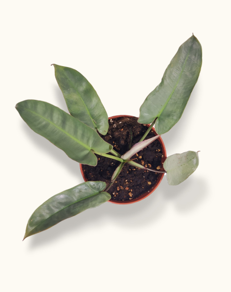 copy of Philodendron Atabapoense -...