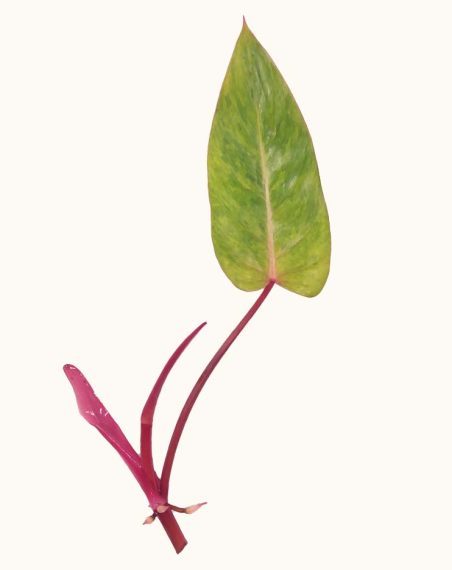Philodendron Painted Lady - Bouture