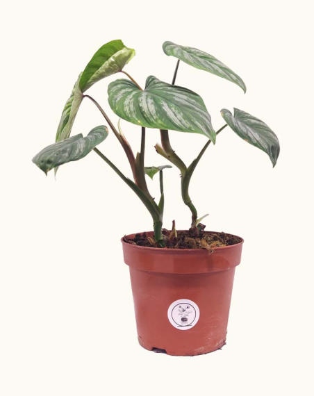 copy of Philodendron Mamei - M