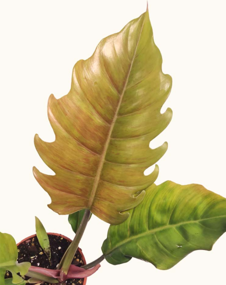 Philodendron Caramel 'Pluto' -...