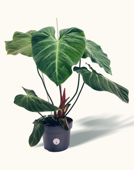 Philodendron 'El Choco Red' - XL
