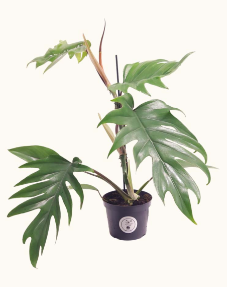 Philodendron Mayoi - L