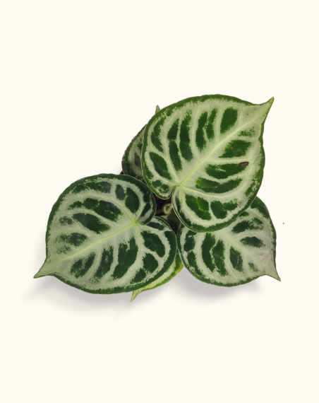 Anthurium Crystallinum "Silver...