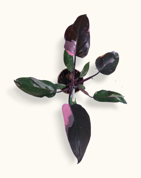 Philodendron Pink Princess - Medium