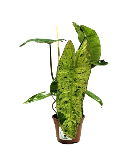 Philodendron Paraiso Verde - Medium