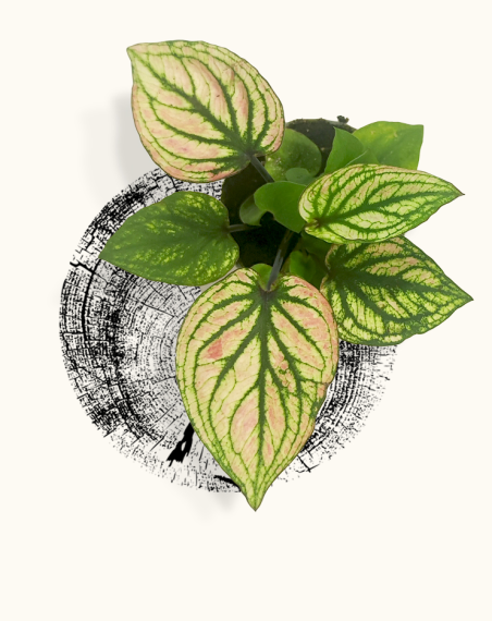 Caladium Pliage - Bébé plante