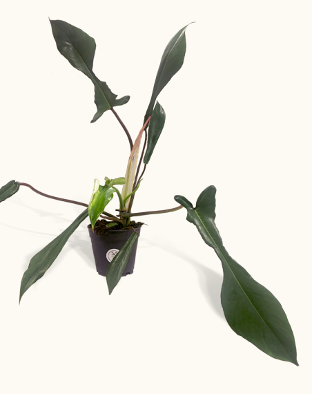 Philodendron Joepii - Medium