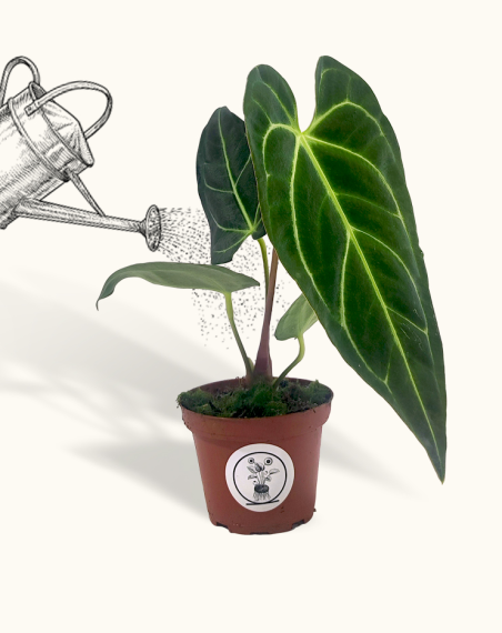 Anthurium Regale - XL