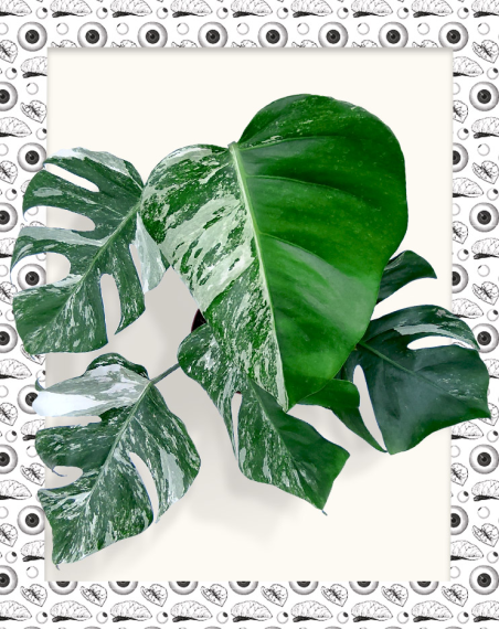 Monstera Deliciosa Albo Variegata - L