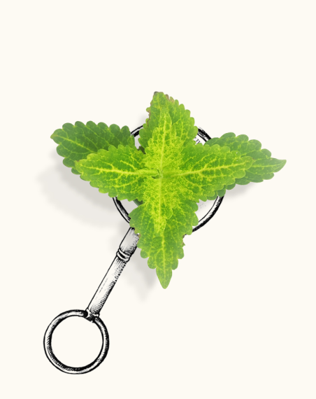 Coleus Electric Lime - Bébé plante