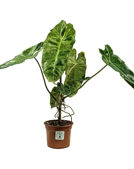 Philodendron Paraiso Verde - L