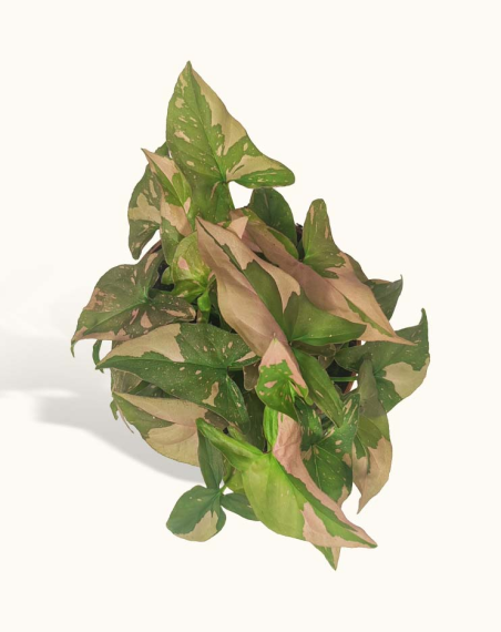 Syngonium Red Spot - M
