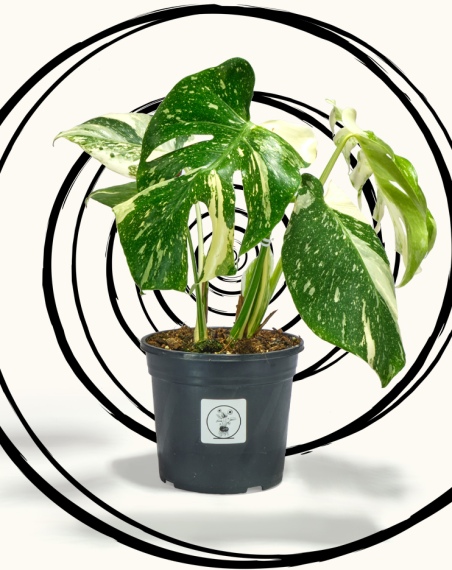Monstera Thaï Constellation - L
