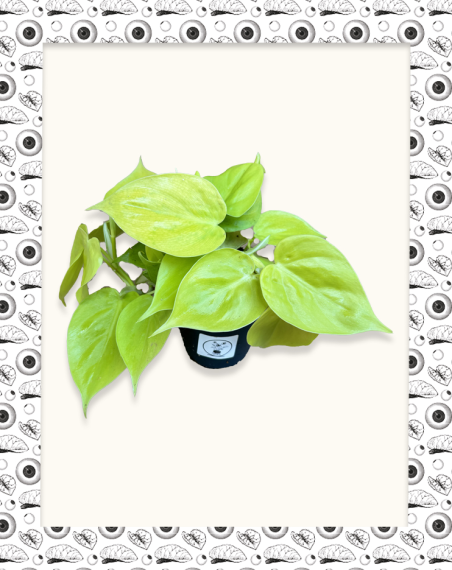 copy of Philodendron Lemon Lime -...