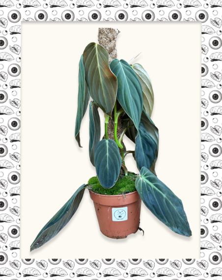 copy of Philodendron Melanochrysum...
