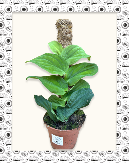 Monstera Dubia - L