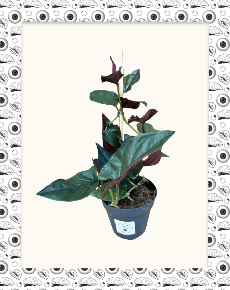 Syngonium Southern Star - L