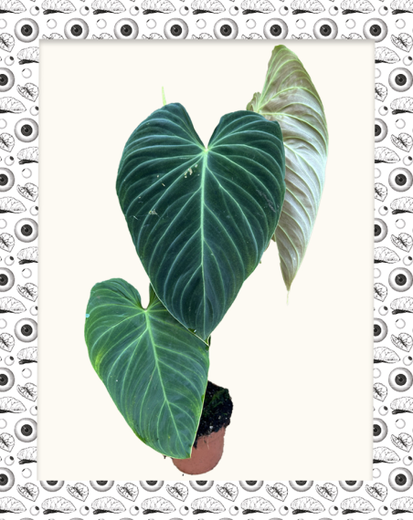 copy of Philodendron Melanochrysum...