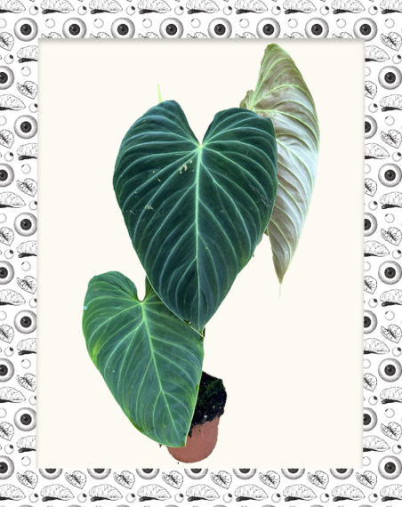 Philodendron Splendid - Adulte