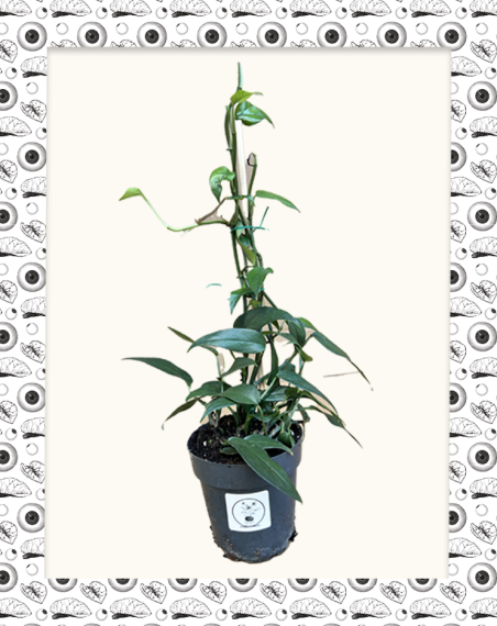 copy of Epipremnum Marble Planet /...