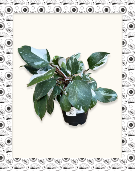 copy of Philodendron White Knight...