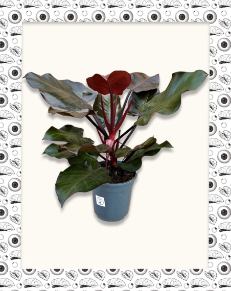 copy of Philodendron Prince of...