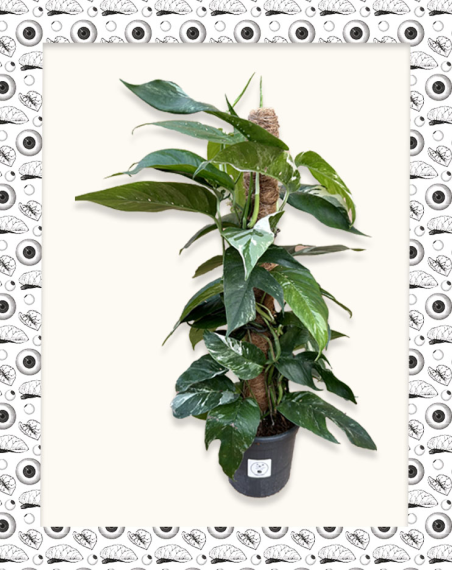 Epipremnum Pinnatum variegata - Ado -