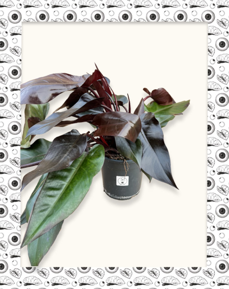 Philodendron Lisa Adulte