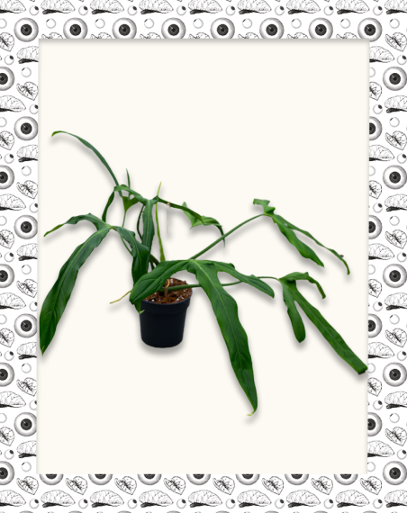 Philodendron Paloarense - Adulte
