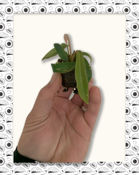 Philodendron Joepii - Mini Motte