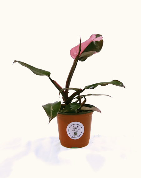 Philodendron Pink Princess - M