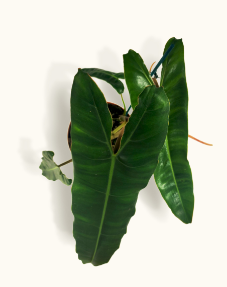 Philodendron Billietiae - XL